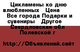 Цикламены ко дню влюбленных › Цена ­ 180 - Все города Подарки и сувениры » Другое   . Свердловская обл.,Полевской г.